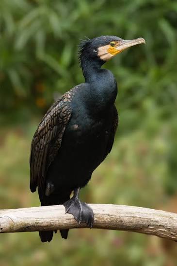 カワウ
